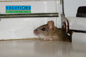 Solutions Pest Control