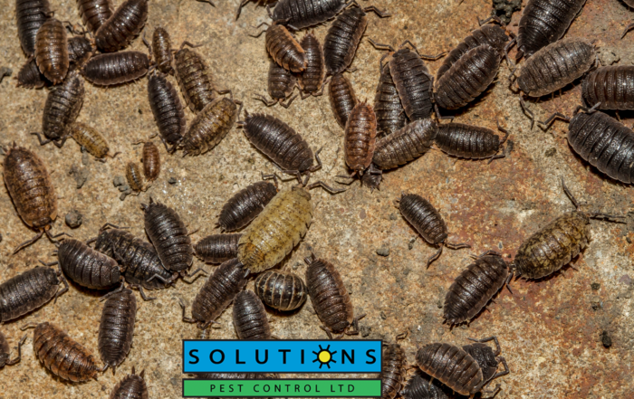 Solutions Pest Control