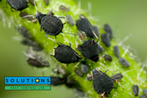 Solutions Pest Control