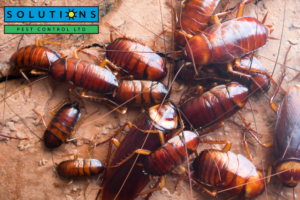 Solutions Pest Control