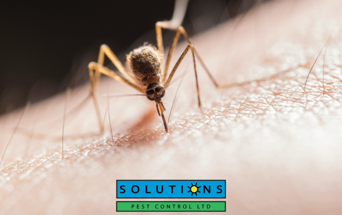 Solution Pest Control
