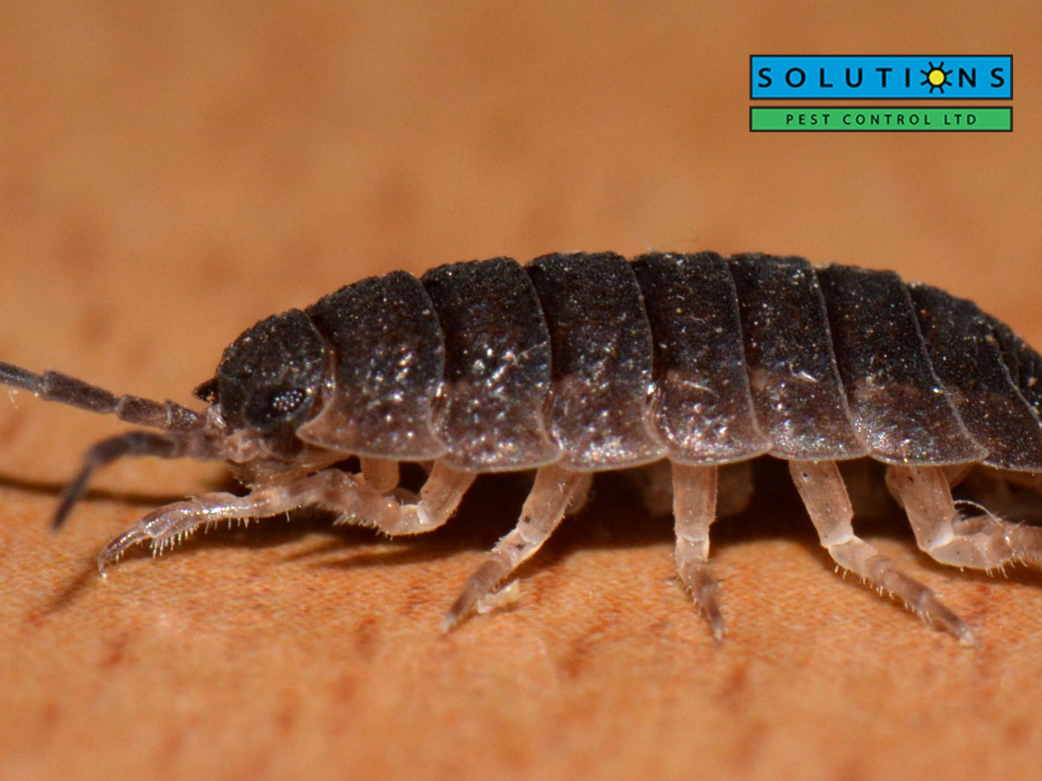 bed bugs 