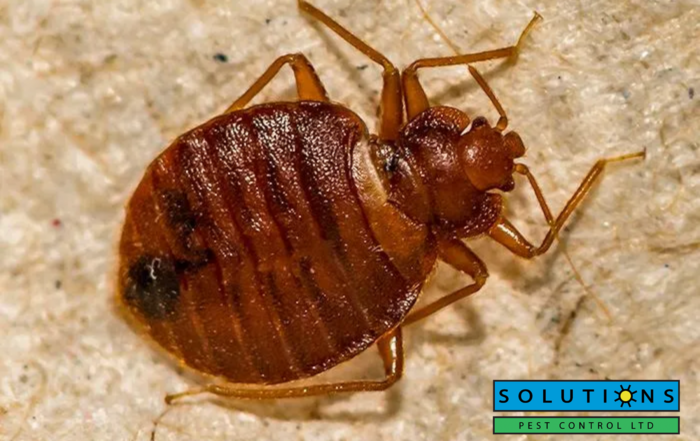 bed bugs