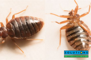 bed bugs