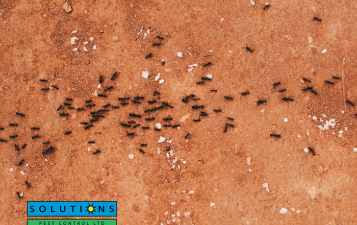 exterminator coquitlam