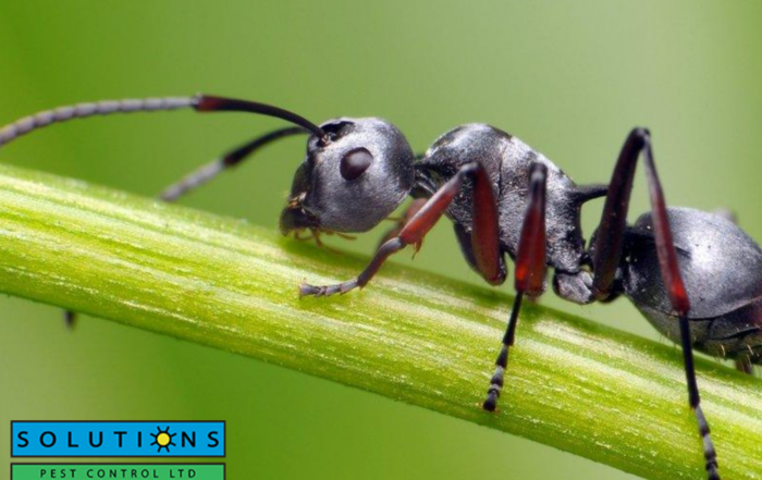ant