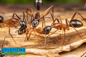 ants
