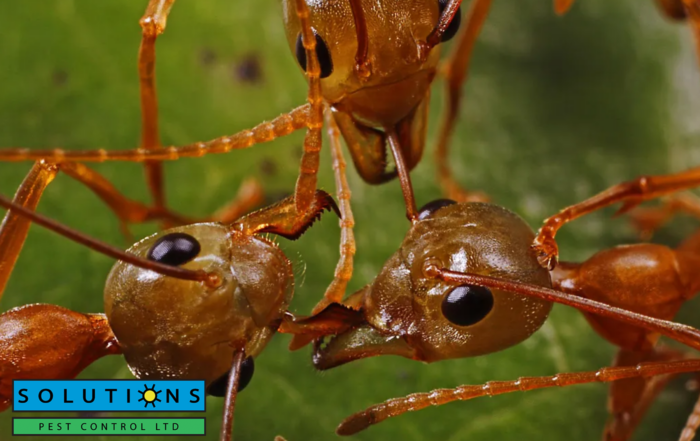 ants