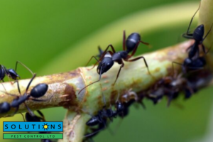 ant
