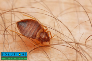 bed bugs