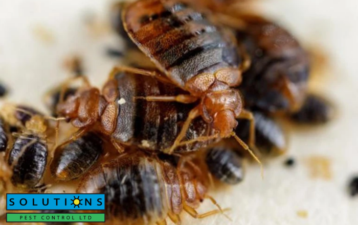 bedbugs