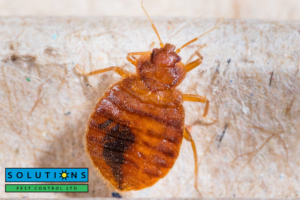 bedbugs