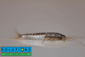 silverfish