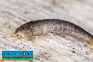 silverfish