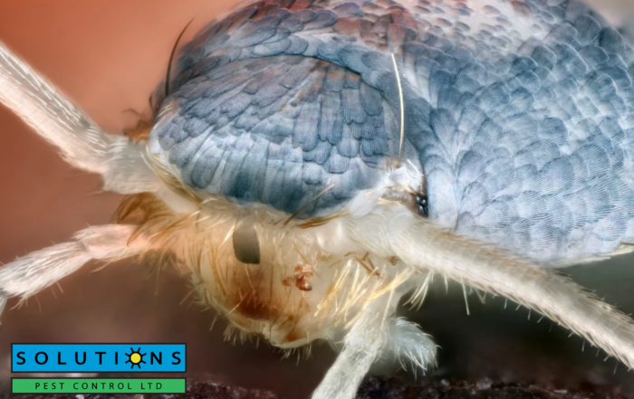 silverfish