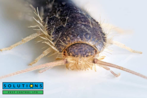 silverfish