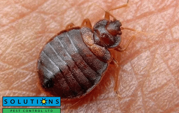 bedbug