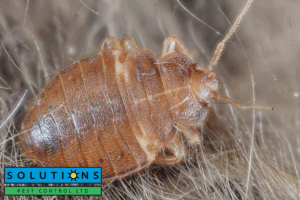 bedbugs