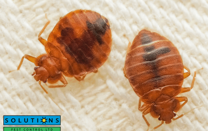 bed bugs