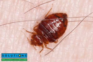 bed bugs