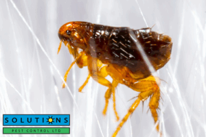 fleas