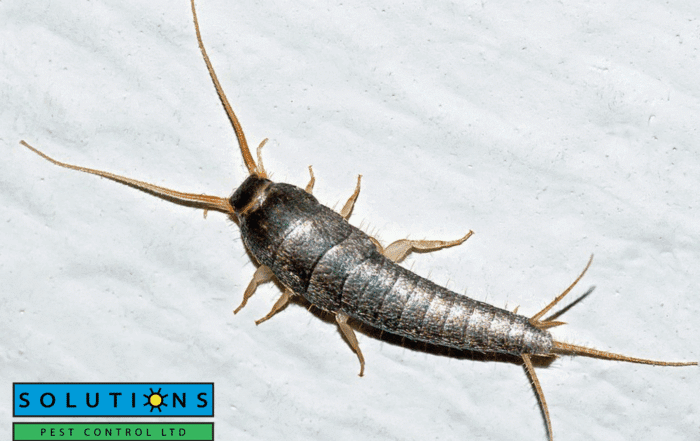 silverfish
