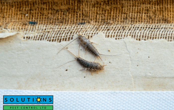 silverfish