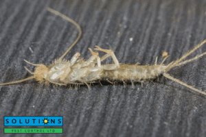 silverfish