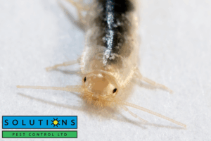 silverfish