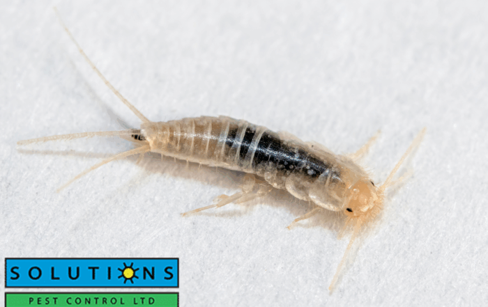 silverfish