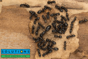 ants
