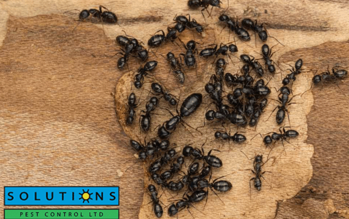 ants