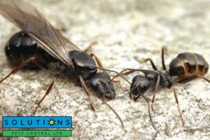 ants