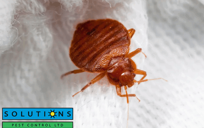 bed bug