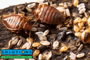 bed bug