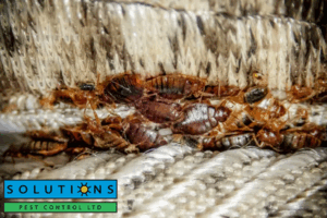 bed bug