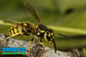 wasp