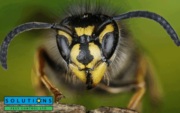 wasps