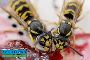 wasp