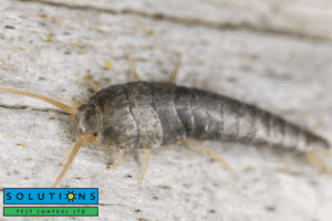 silverfish