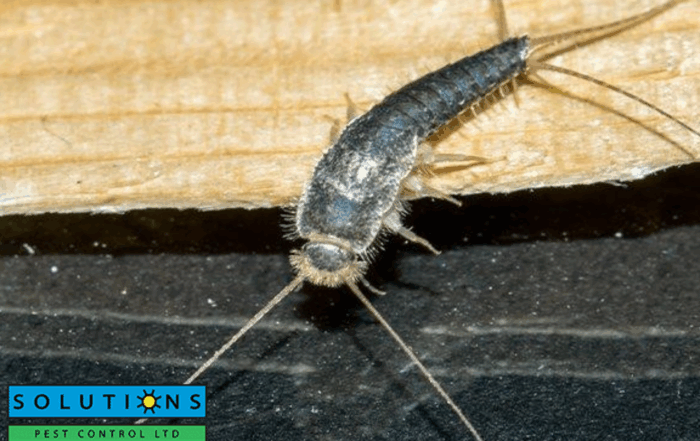 silverfish