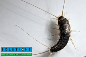 silverfish