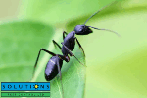 ant control
