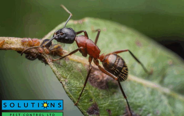 ant control