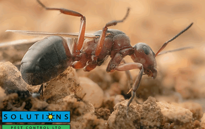 ant control