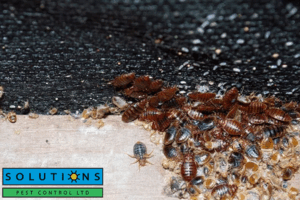 bed bug control