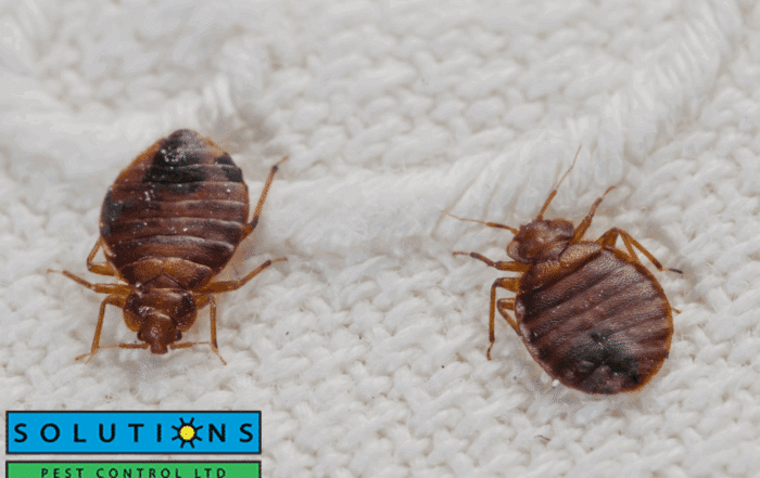 bed bug control