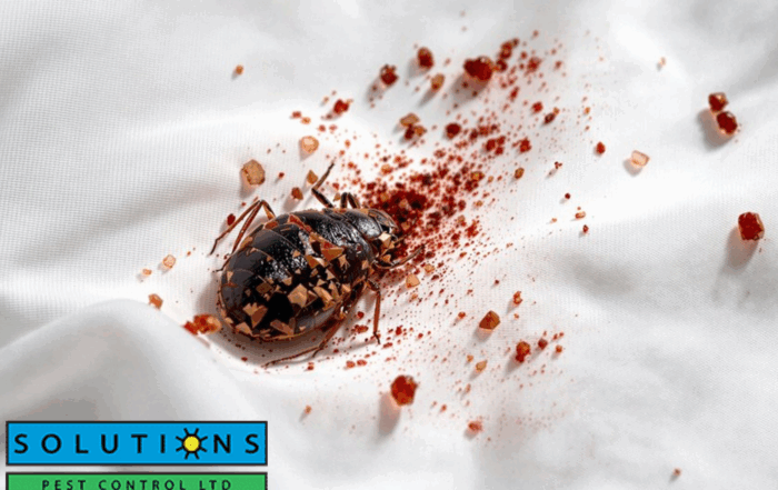 bed bug control