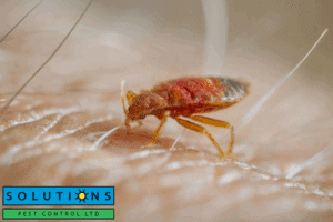 bed bug control