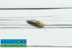 silverfish